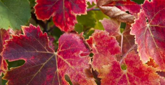 la vigne rouge et circulation